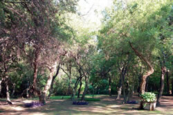 El frondoso parque El frondoso parque